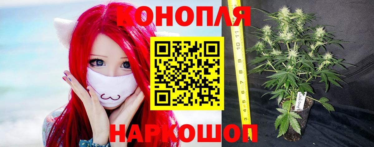 МАРИХУАНА конопля Королёв